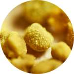 Одним из компонентов средства Псориконтрол от псориаза является цветочная пыльца